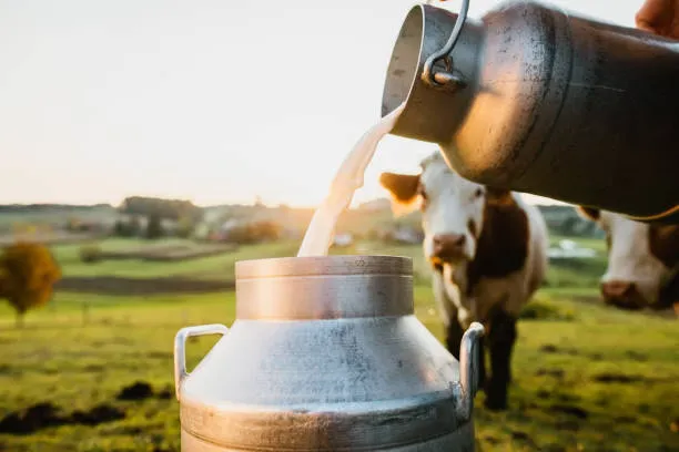 Lait versé dans un bidon, vaches au pré en arrière-plan