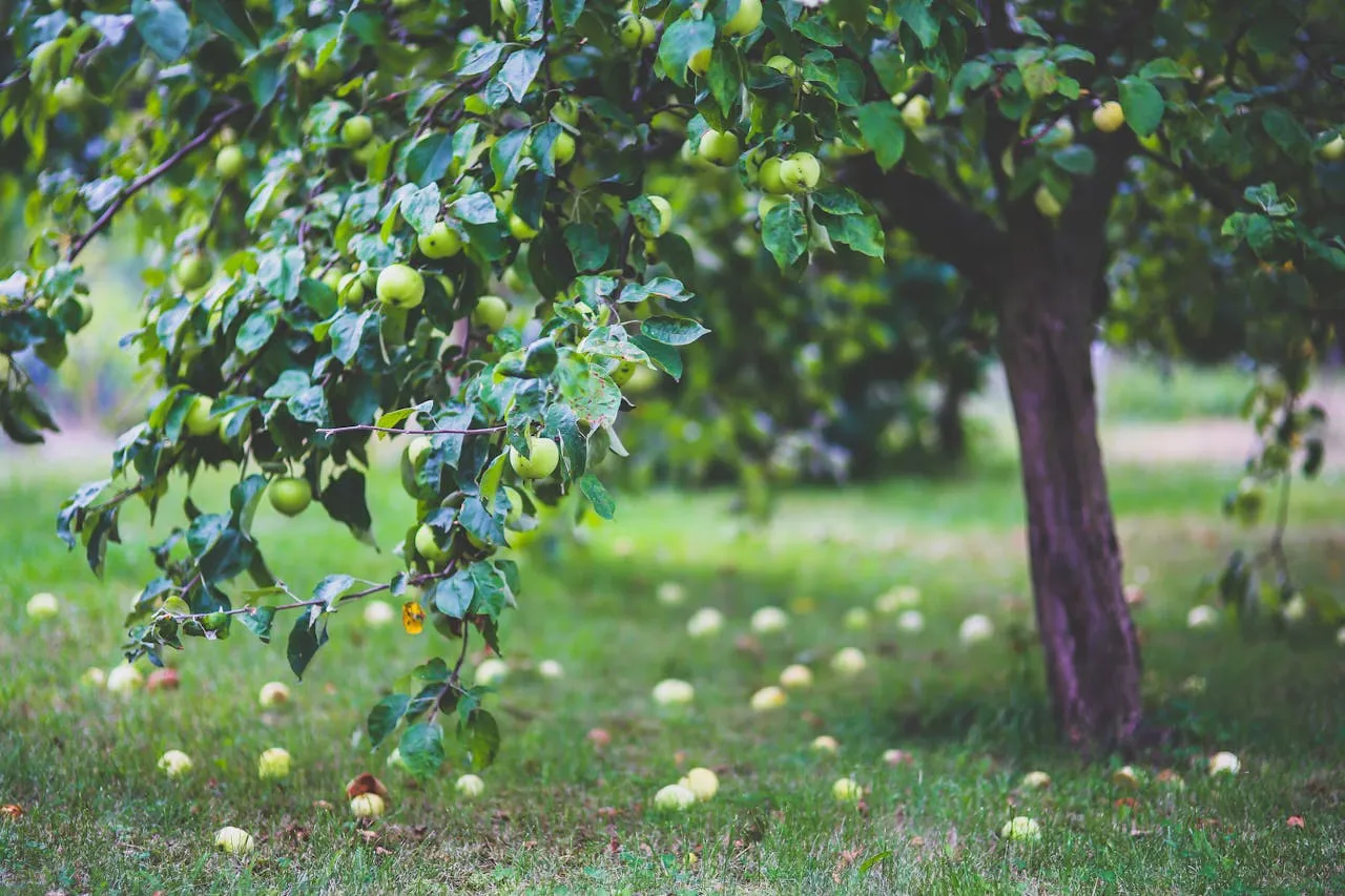 Pommier chargé de fruits dans un verger