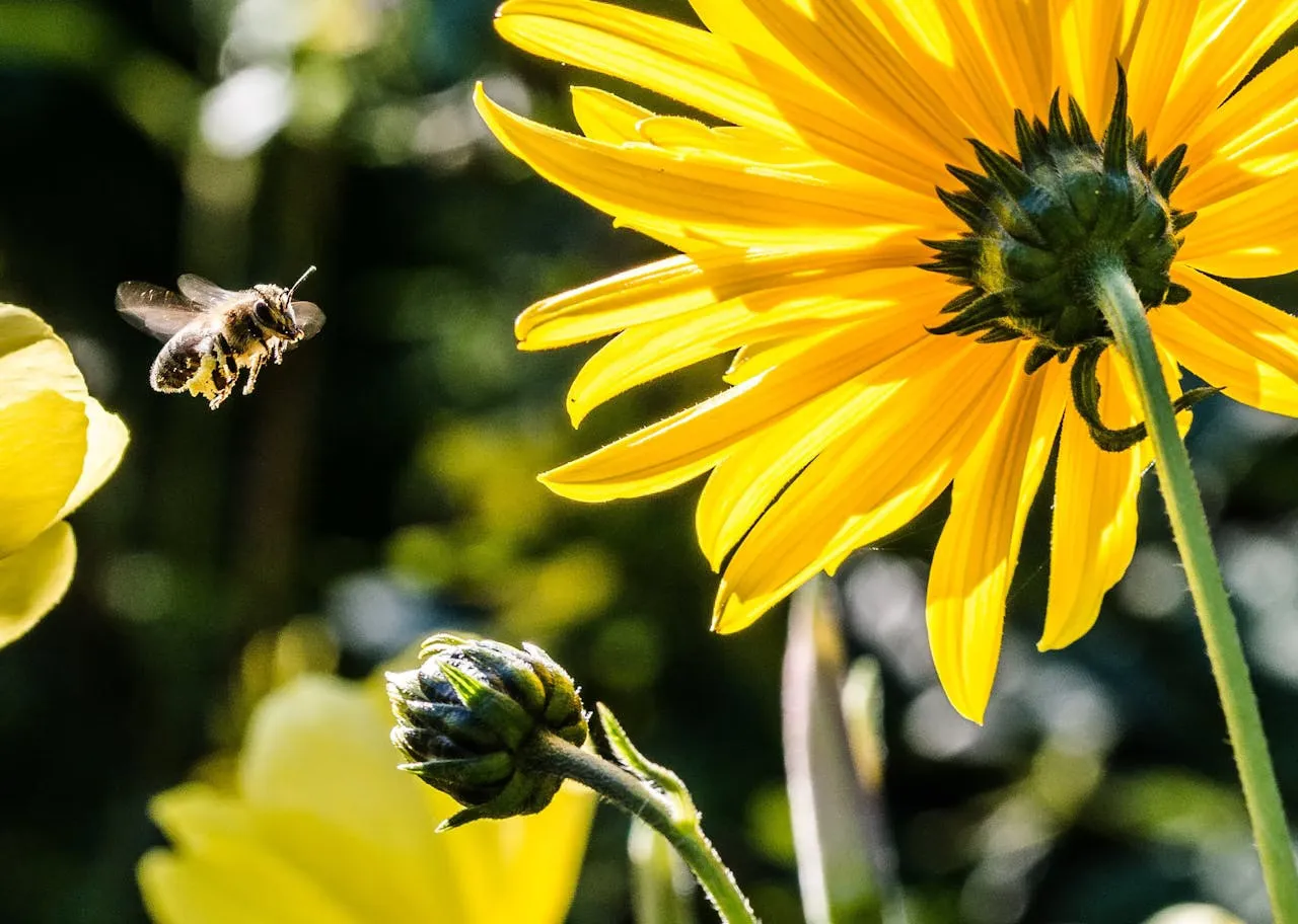 Abeille butinant une fleur jaune